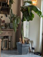 Strelitzia, Huis en Inrichting, Kamerplanten, Ophalen of Verzenden, Halfschaduw, 150 tot 200 cm