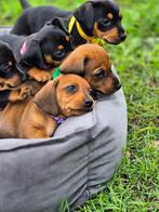 lieve jackel puppy's, Jack Russell Terriër, 8 tot 15 weken, CDV (hondenziekte), Meerdere