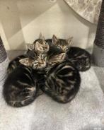 Kittens
