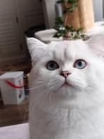 Brisekorthaar dekken kater met stamboom