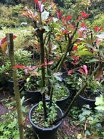 Red Robin struik staat n de kuip . mooie herfst tooi . onge, Ophalen, Overige soorten, Struik, 100 tot 250 cm