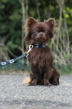 Polo halsbanden en riemen vanaf €8,95, Ophalen of Verzenden, Nieuw