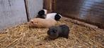 4 cavia vrouwtjes , Dieren en Toebehoren, Knaagdieren, Cavia, Vrouwelijk, Mei, Tam