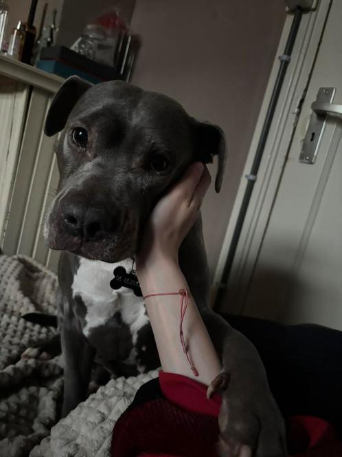 Amerikaanse stafford, Dieren en Toebehoren, Honden | Bulldogs, Pinschers en Molossers, Teef, Overige rassen, Particulier, Eén hond