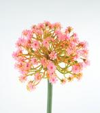 ALLIUM - KUNST - ROZE & WIT, Ophalen of Verzenden, Nieuw
