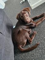 Labrador 1 jaar oud, Dieren en Toebehoren, Reu, 1 tot 2 jaar, Labrador retriever, Eén hond