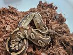 Koningspythons, ballpython, Dieren en Toebehoren, Slang, 0 tot 2 jaar