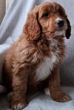 Zeer mooie cockapoo pups, CDV (hondenziekte), 8 tot 15 weken, Meerdere, Meerdere dieren