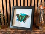 Papilio blumei vlinder in zwarte lijst, Verzamelen, Ophalen of Verzenden, Insect, Opgezet dier