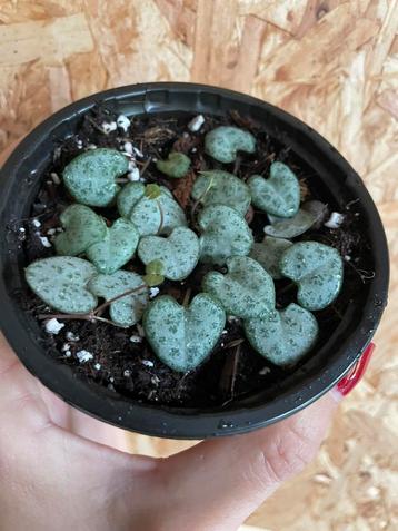 Ceropegia Woodii stekjes beschikbaar voor biedingen