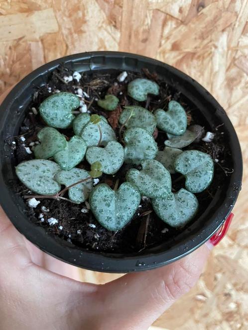 Ceropegia Woodii stekjes, Huis en Inrichting, Kamerplanten, Overige soorten, Minder dan 100 cm, Halfschaduw, Ophalen of Verzenden