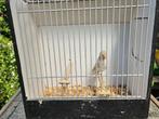 Te koop: leuke grijze kanarie (popje) met kooi, Dieren en Toebehoren, Vogels | Kanaries, Vrouwelijk, Kleurkanarie