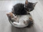 Maine coon kittens, Meerdere dieren, Gechipt, 0 tot 2 jaar