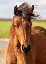 Prachtige talentvolle Welsh NWR Merrie, Dieren en Toebehoren, Pony's, Merrie, Gechipt, Dressuurpony, 3 tot 6 jaar