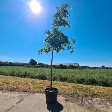 Amerikaanse Linde | Tilia Americana beschikbaar voor biedingen