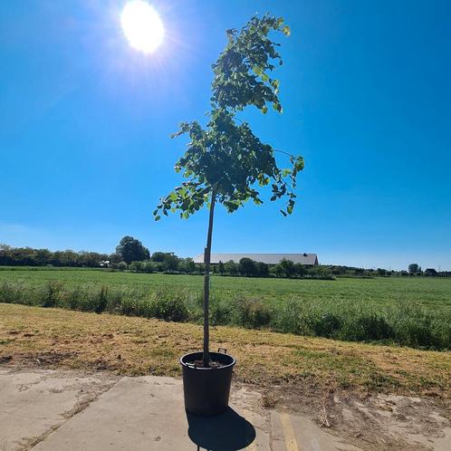 Hollandse Linde | Tilia Europaea pallida, Tuin en Terras, Planten | Bomen, Overige soorten, 250 tot 400 cm, Volle zon, Zomer, In pot
