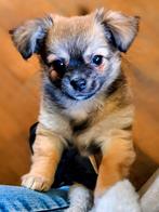 Nog twee prachtige chihuahua pups beschikbaar, Dieren en Toebehoren, Honden | Chihuahua's en Gezelschapshonden, Meerdere, Meerdere dieren