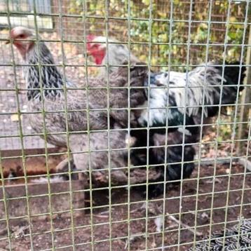 Fantastisch mooie Brahma hen zilverpatrijs -Brahmas Brahma's beschikbaar voor biedingen