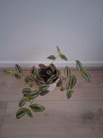 Tradescantia Zebrina - Hangplant, Ophalen