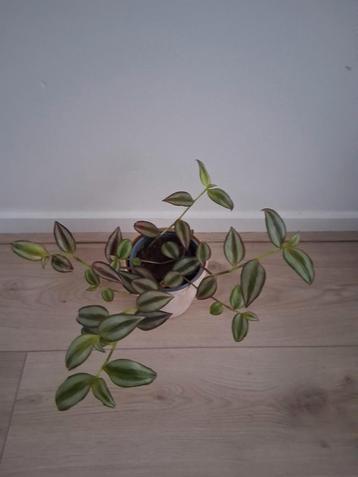 Tradescantia Zebrina - Hangplant beschikbaar voor biedingen