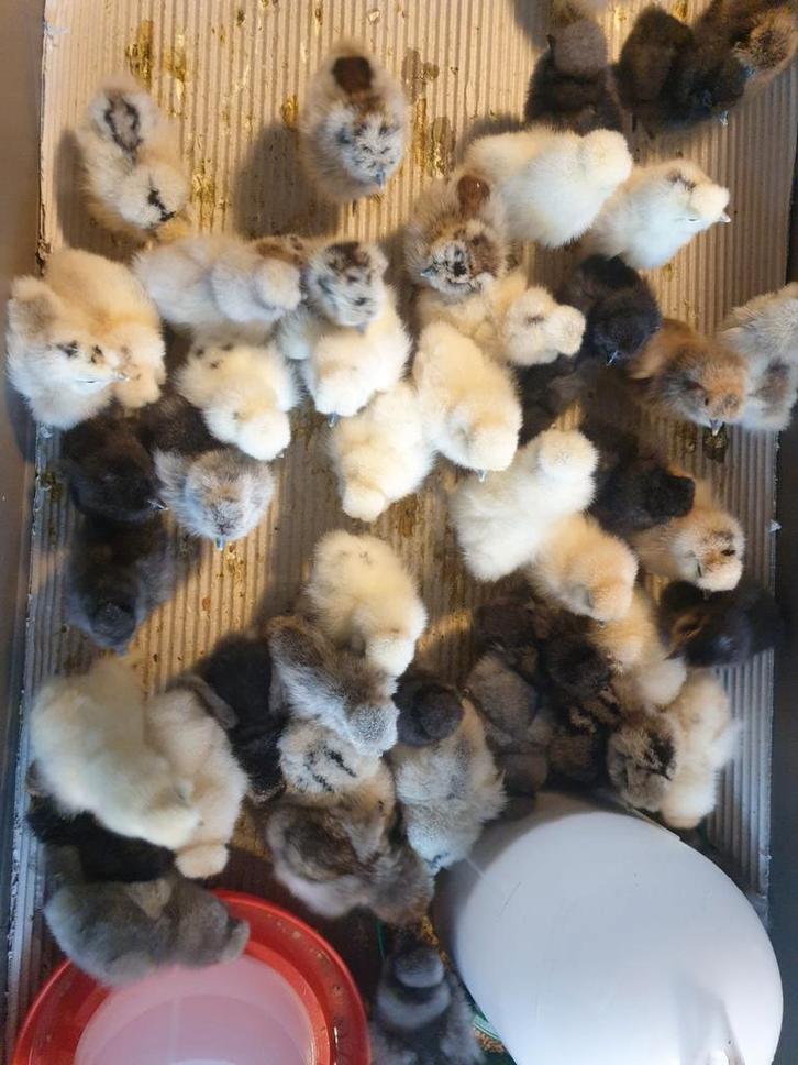 Ras kuikens. Usa zijdehoenders. Barnevelders ,marans, wyando, Dieren en Toebehoren, Pluimvee, Kip, Geslacht onbekend