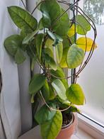 Hoya fungi stekjes, Ophalen, Overige soorten, Minder dan 100 cm