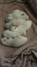 Ragdolls geboren 17 sept, Meerdere dieren, Ontwormd, 0 tot 2 jaar