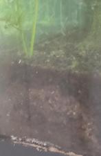 Voedingsbodem en aquasoil + los zwart grins, Ophalen