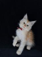 Maine coon kitten met stamboom en volledig geteste ouders., Dieren en Toebehoren, Poes