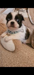 Chihuahua, Dieren en Toebehoren, België, Particulier, Rabiës (hondsdolheid), 8 tot 15 weken