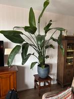 Grote Paradijsvogelplant (Strelitzia Nicolai) met sierpot, Ophalen, Overige soorten, 150 tot 200 cm