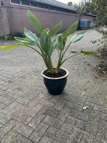 Strelitzia Paradijsvogelbloem - 100cm beschikbaar voor biedingen