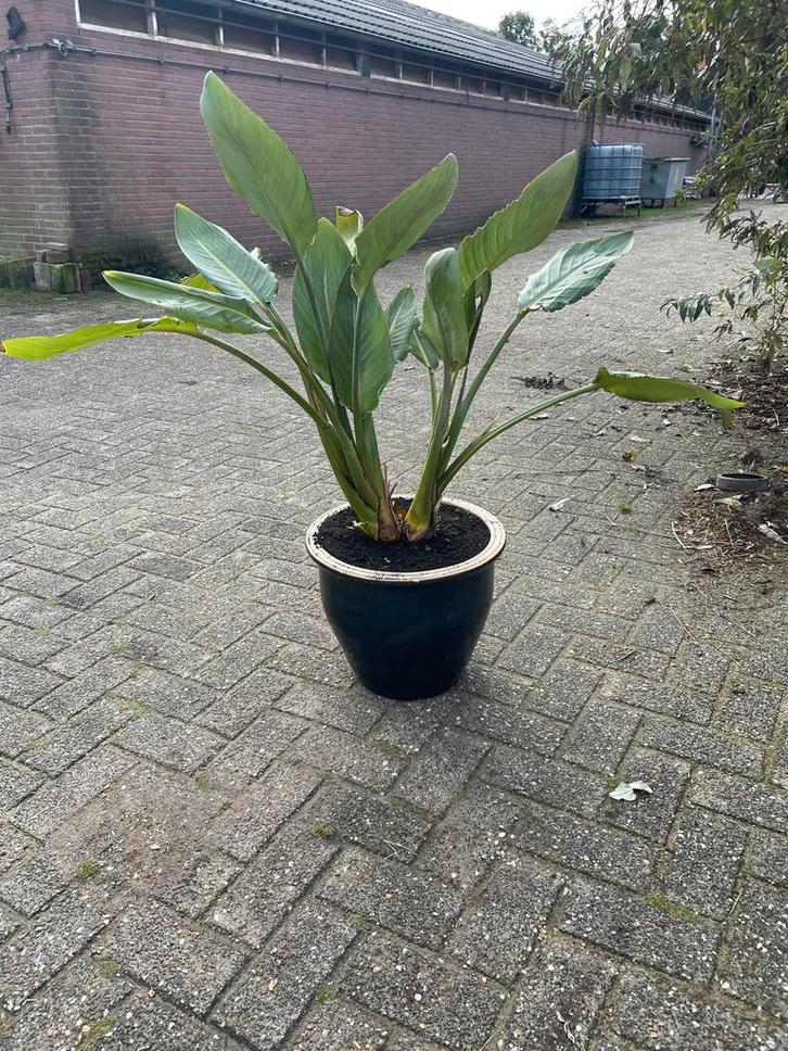 Strelitzia Paradijsvogelbloem - 100cm, Tuin en Terras, Planten | Tuinplanten, Vaste plant, Overige soorten, Volle zon, Bloeit niet