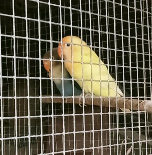 Prachtig koppel agapornis fisheri crème x YF blauw, Dieren en Toebehoren, Vogels | Parkieten en Papegaaien, Dwergpapegaai of Agapornis