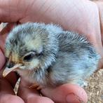 Broederij, Dieren en Toebehoren, Pluimvee, Geslacht onbekend, Overige soorten