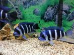Frontosa blue Zaïre moba 3 mannen, Dieren en Toebehoren, Vissen | Aquariumvissen, Vis