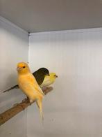 Div aan kanaries, Meerdere dieren, Kleurkanarie