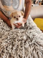 Chihuahua puppy's,raszuiver,mogen het nest verlaten,, Dieren en Toebehoren, Honden | Chihuahua's en Gezelschapshonden, België
