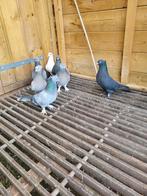 Takla duiven, Dieren en Toebehoren