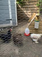 Chocin Kriel kuikens : haantje en 2 hennetje van mei., Dieren en Toebehoren, Pluimvee, Meerdere dieren, Kip