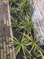 Sier struiken, Tuin en Terras, Ophalen of Verzenden, Overige soorten, 100 tot 250 cm