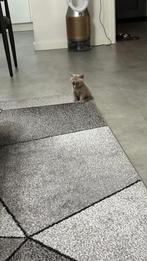 britsekorthaar, Dieren en Toebehoren, Katten en Kittens | Overige Katten, Meerdere dieren, Kortharig, 0 tot 2 jaar