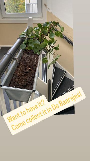 Pannenkoekenplant met bak - Ophalen in De Baarsjes beschikbaar voor biedingen