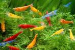 GEZOCHT! Neocaridina