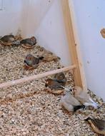 Zebravinken, Dieren en Toebehoren, Vogels | Overige Vogels, Mannelijk, Geringd