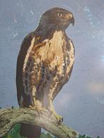litho roofvogel buizerd A Segboer kunstwerk grafiek, Antiek en Kunst, Ophalen of Verzenden