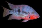 Midden Amerikaanse Cichliden: Thorichthys meeki, Dieren en Toebehoren, Vis, Zoetwatervis