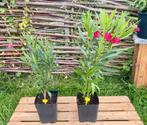 Nerium Oleander roze/rood 60/80cm, Ophalen of Verzenden, Zomer, Vaste plant, Volle zon