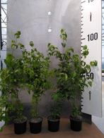 Cornus Kousa – Japanse Kornoelje vrucht eetbaar voedselbos, Ophalen of Verzenden, Overige soorten, Struik, 100 tot 250 cm