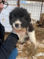 Odin, Particulier, Reu, 8 tot 15 weken, Buitenland